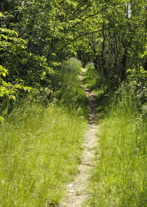 Ein Feldweg in den Wald hinein. Einfach investieren mit ETFs