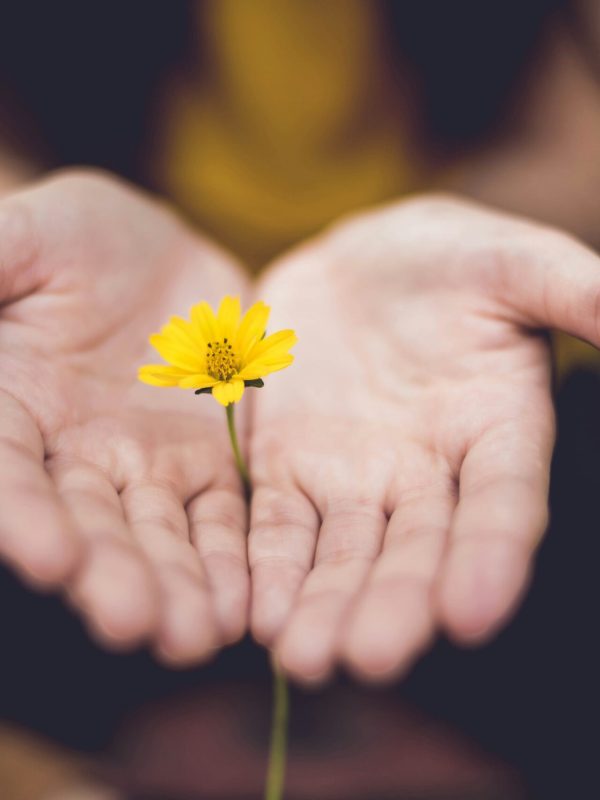 Hände mit Blume von Tina Trochez Geöffnete Hände mit einer Blume von Tina Trochez - gefunden auf Unsplash
